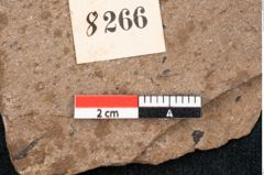 Foto (Detailansicht) von Pinus palaeostrobus Ettingshausen (NHMW-GEO-2024-0188-8266)